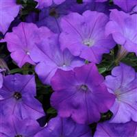 Shock Wave® Denim Spreading Petunia Bloom