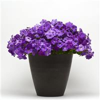 Shock Wave® Denim Spreading Petunia Container
