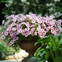 Shock Wave® Pink Vein Spreading Petunia Container