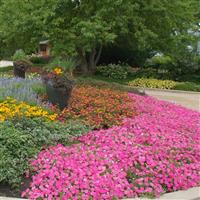 Shock Wave® Rose Spreading Petunia Commercial Landscape 1