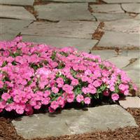 Shock Wave® Rose Spreading Petunia Landscape