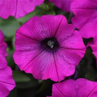Shock Wave® Violet Spreading Petunia Bloom