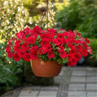 Shock Wave® Red Improved Spreading Petunia Basket
