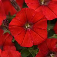 Shock Wave® Red Improved Spreading Petunia Bloom