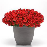 Shock Wave® Red Improved Spreading Petunia Container