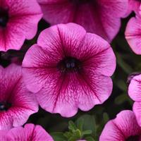Shock Wave® Rose Vein Spreading Petunia Bloom