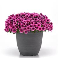 Shock Wave® Rose Vein Spreading Petunia Container