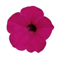 Tidal Wave® Purple Spreading Petunia Bloom