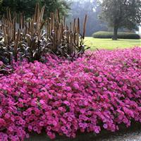 Tidal Wave® Purple Spreading Petunia Commercial Landscape 1
