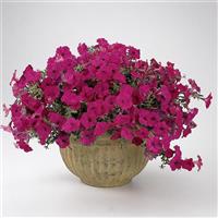 Tidal Wave® Purple Spreading Petunia Container