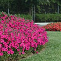 Tidal Wave® Purple Spreading Petunia Landscape