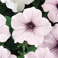 Tidal Wave® Silver Spreading Petunia Bloom