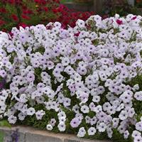 Tidal Wave® Silver Spreading Petunia Commercial Landscape 4