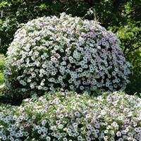 Tidal Wave® Silver Spreading Petunia Container