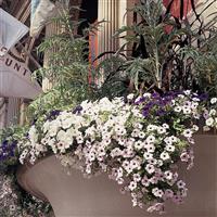 Tidal Wave® Silver Spreading Petunia Displays