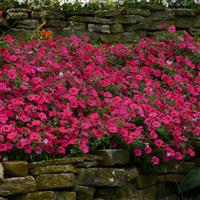 Tidal Wave® Hot Pink Spreading Petunia Landscape