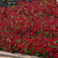 Tidal Wave® Red Velour Spreading Petunia Landscape