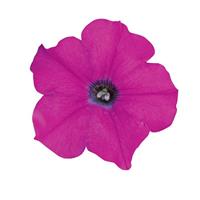 Wave® Lavender Spreading Petunia Bloom