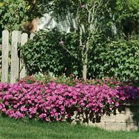 Wave® Lavender Spreading Petunia Commercial Landscape 2