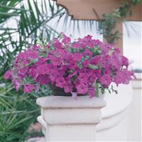 Wave® Lavender Spreading Petunia Container