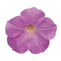 Wave® Misty Lilac Spreading Petunia Bloom