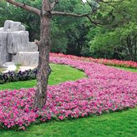 Wave® Pink Spreading Petunia Commercial Landscape 1