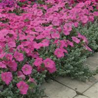 Wave® Pink Spreading Petunia Landscape