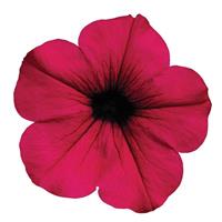 Wave® Purple Spreading Petunia Bloom
