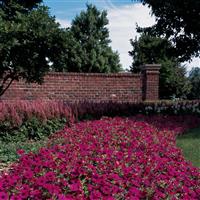 Wave® Purple Spreading Petunia Commercial Landscape 1