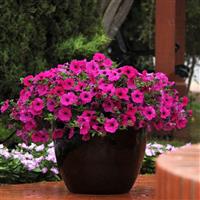Wave® Purple Spreading Petunia Container