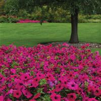 Wave® Purple Spreading Petunia Landscape