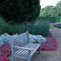 Wave® Purple Classic Spreading Petunia Commercial Landscape 4