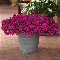 Wave® Purple Classic Spreading Petunia Container