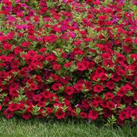 Wave® Carmine Velour Spreading Petunia Landscape