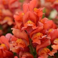 Snapshot™ Orange Snapdragon Bloom