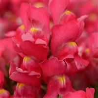 Snapshot™ Rose Snapdragon Bloom