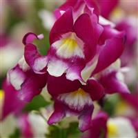 Snapshot™ Burgundy Bicolor Snapdragon Bloom