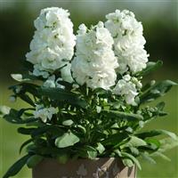 Hot Cakes White Stock Container