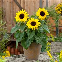 SunBuzz Sunflower Container