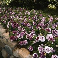 Pirouette Purple Double Petunia Landscape