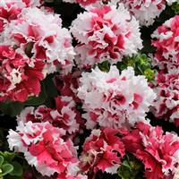 Pirouette Red Double Petunia Bloom