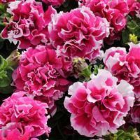 Pirouette Rose Double Petunia Bloom
