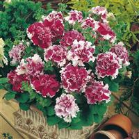 Pirouette Rose Double Petunia Container