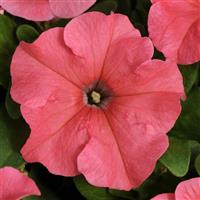 Pretty Grand™ Coral Petunia Bloom