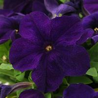 Pretty Grand™ Midnight Petunia Bloom