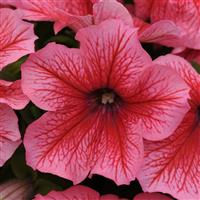 Pretty Grand™ Summer Petunia Bloom
