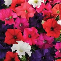 Pretty Grand™ Formula Mixture Petunia Bloom