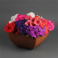 Pretty Grand™ Formula Mixture Petunia Container