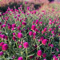 QIS Carmine Gomphrena Greenhouse
