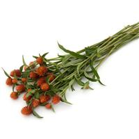 QIS Orange Gomphrena Grower Bunch